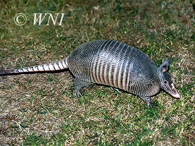 Nine-banded Armadillo (Dasypus novemcinctus)